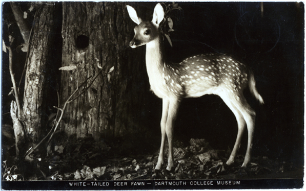 postcard showing deer in Wilson Hall